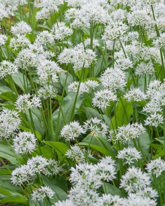 Allium ursinum.jpg